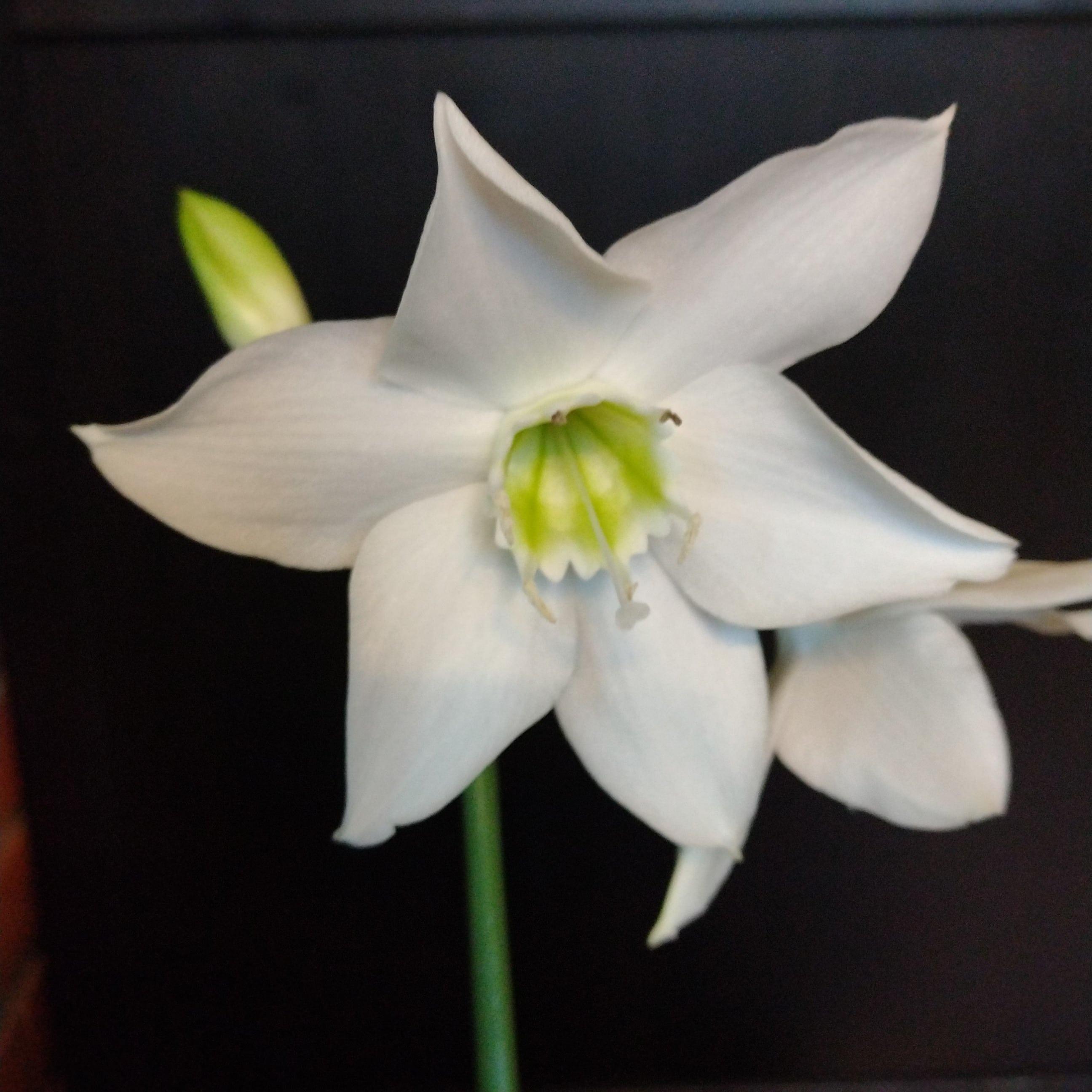 Kuvassa iso vaalea amatsonin liljan kukka tummalla taustalla.