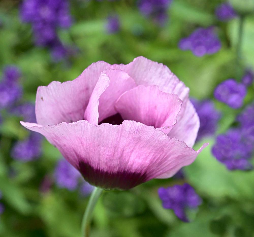 Kuvassa on violetti kukka.