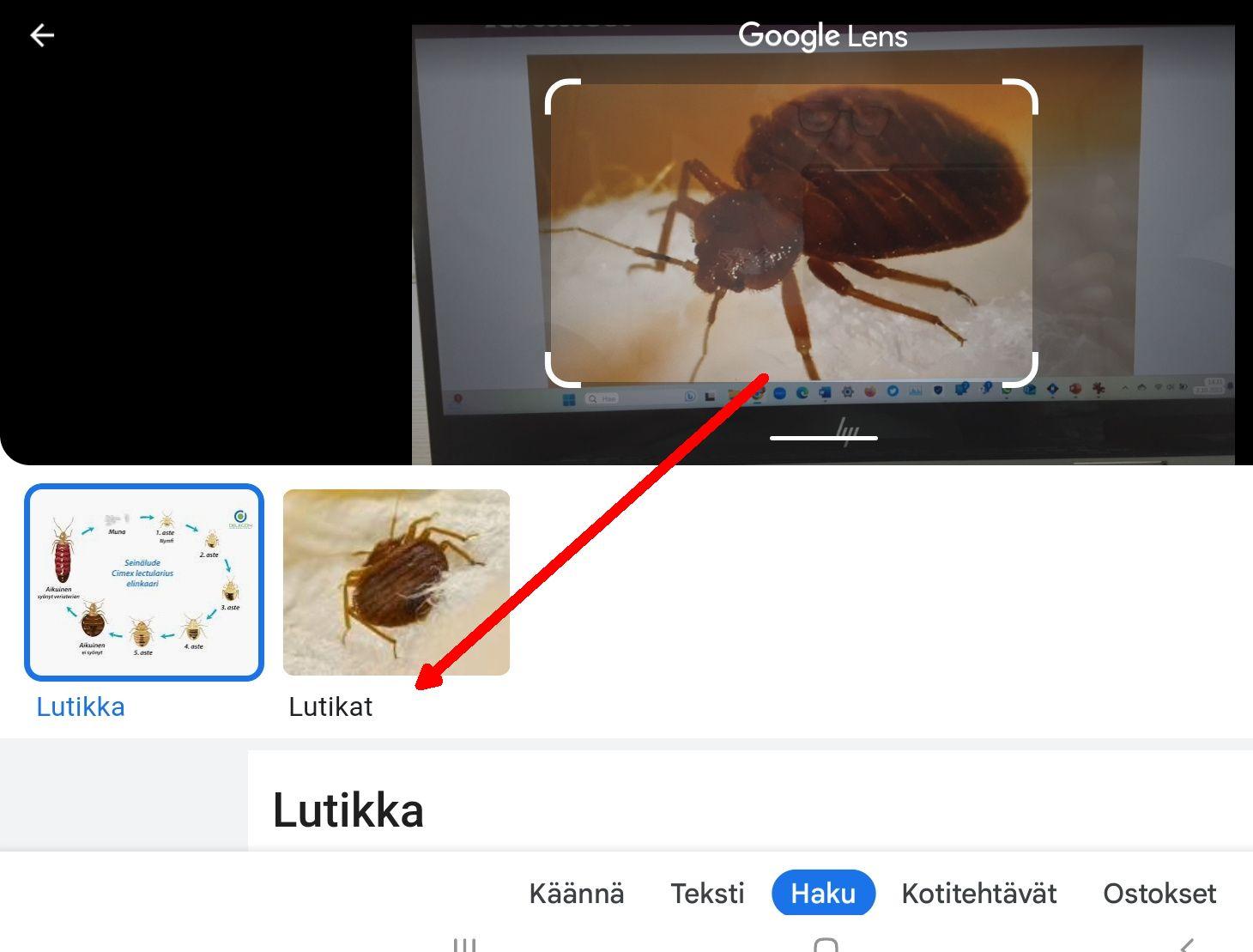 Kuvassa on lutikka ja Google Lens ehdottaa lajiksi lutikkaa.