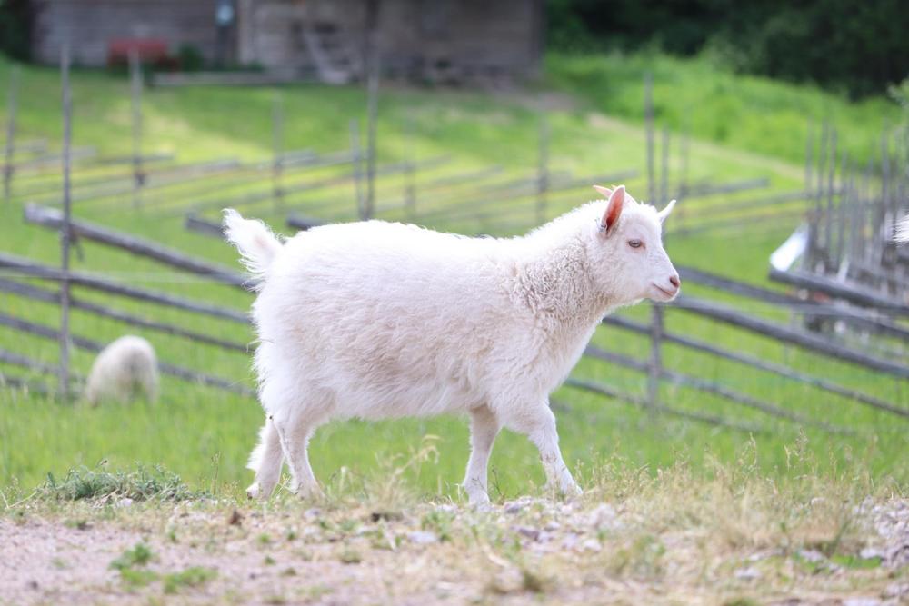 Pks4H:n eläinleirillä hoidetaan lampaita. 