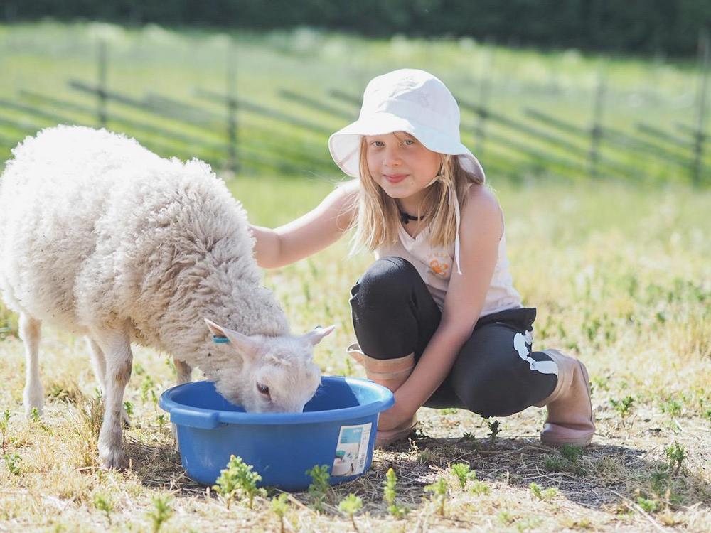 Pks4H:n eläinleirien ohjelmaan kuuluu mm. eläinten ruokinta.