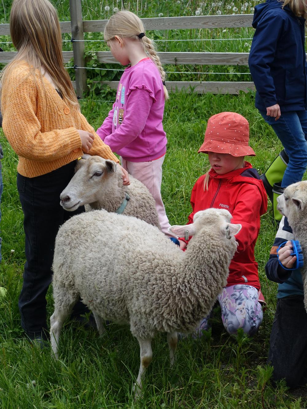 Pks4H:n eläinleirillä hoidetaan lampaita. 