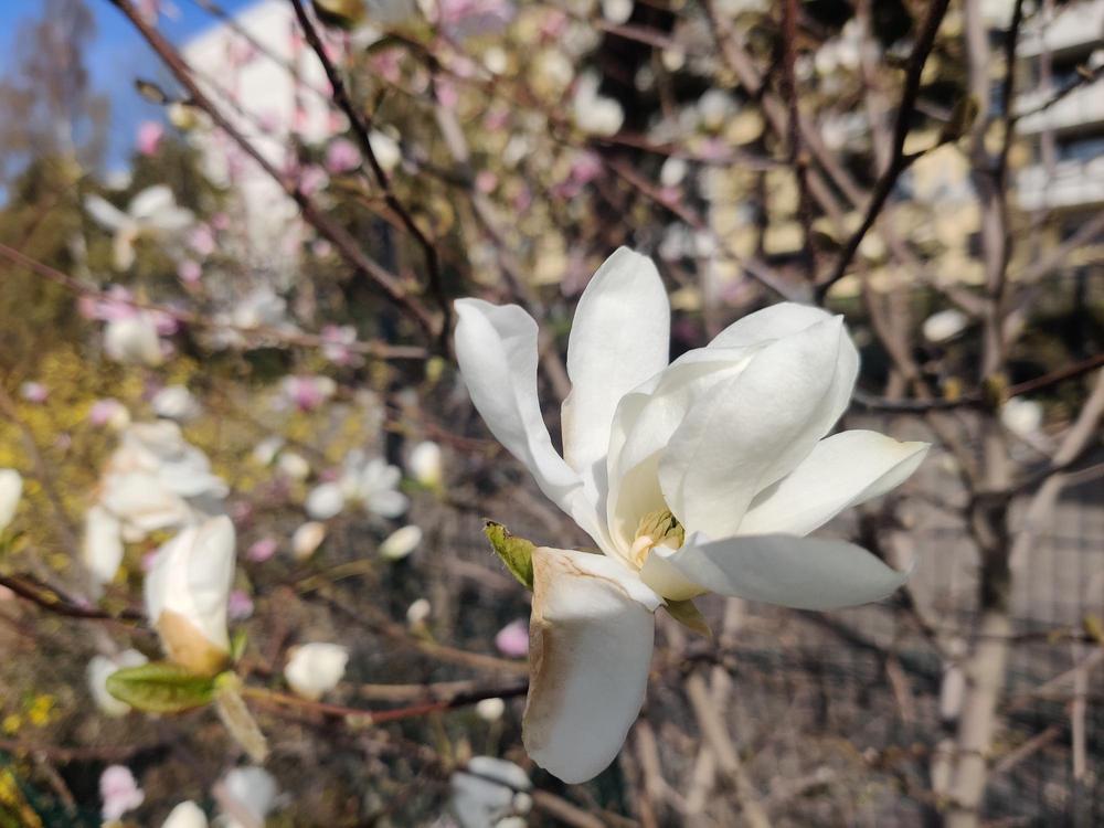 Magnolian valkoinen kukka