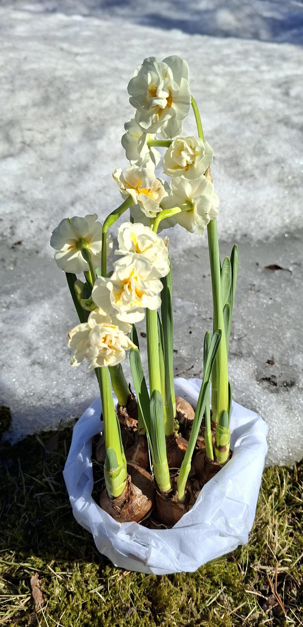 Kukkiva perunanarsissi. Taustalla lunta, edustalla maata.