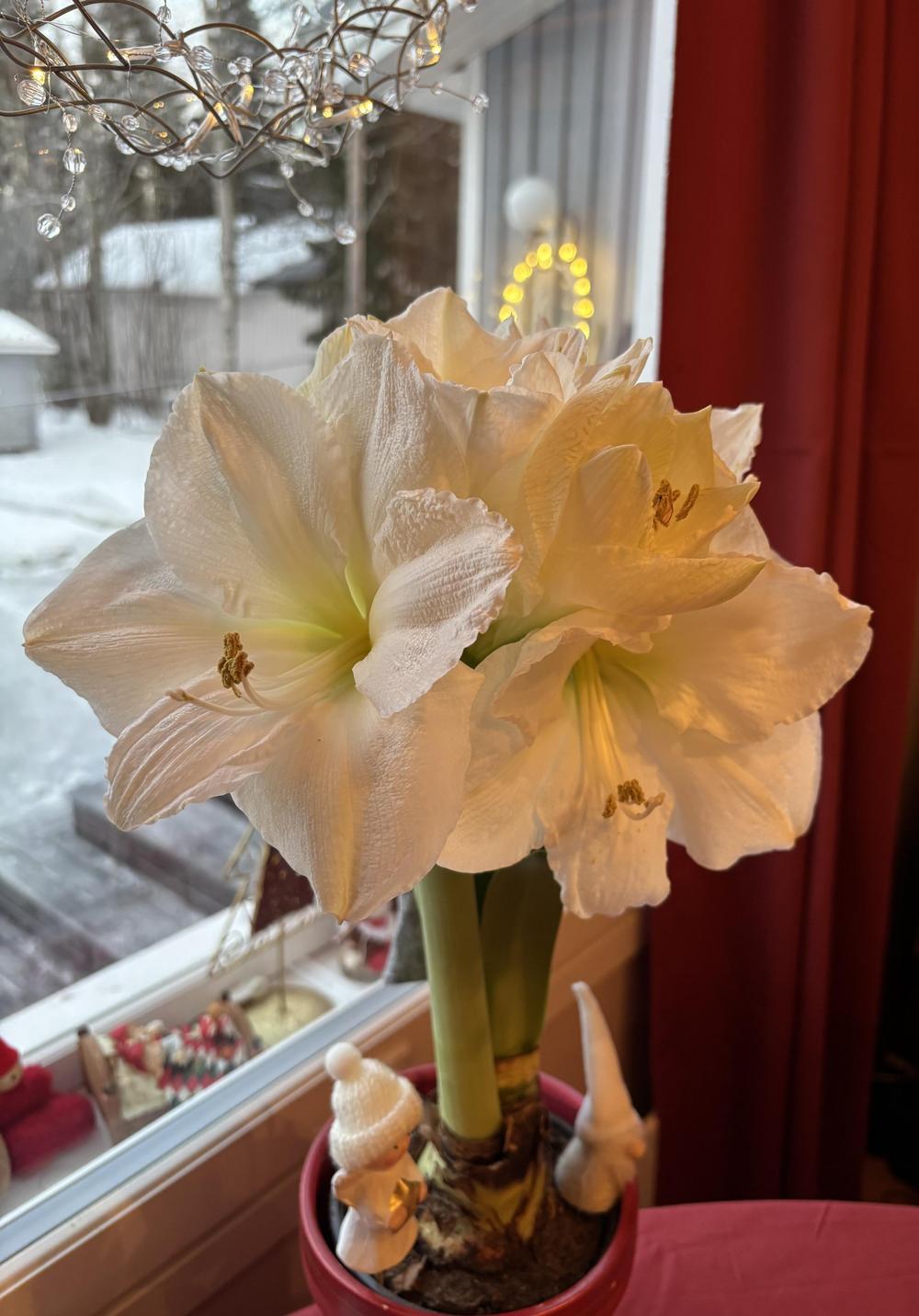 Punainen adventtitähti ikkunassa.