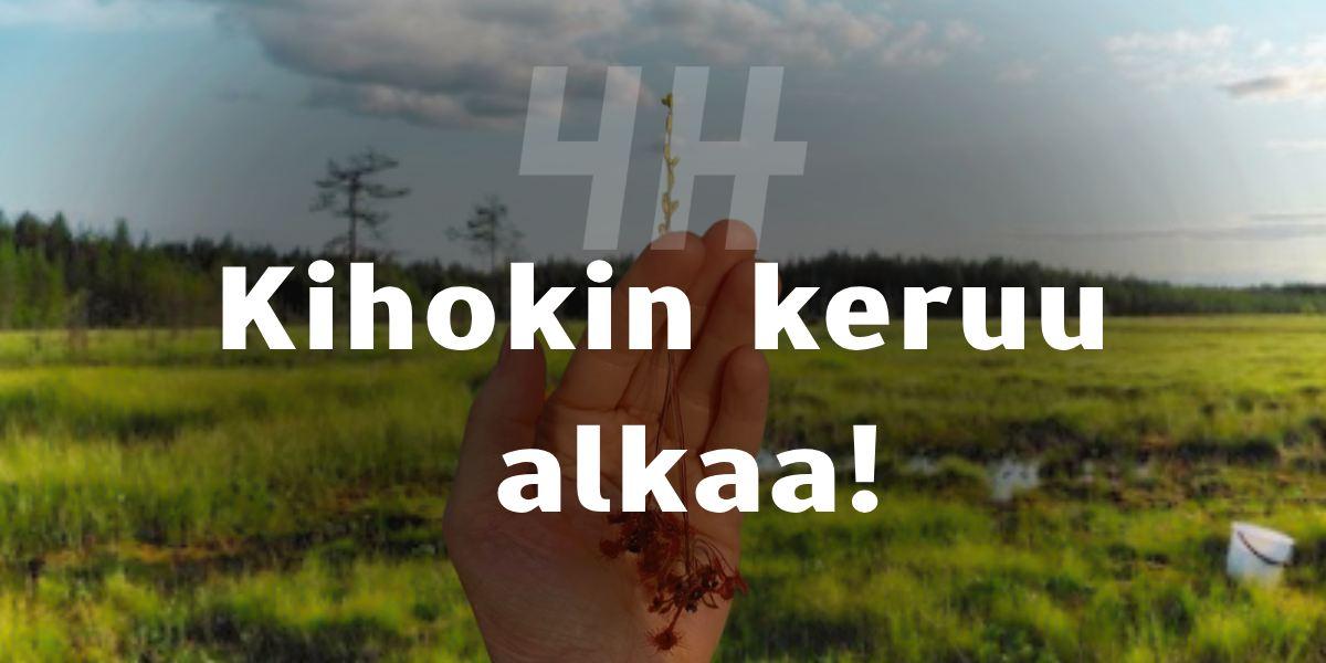 Oulun 4H ostaa kihokkia