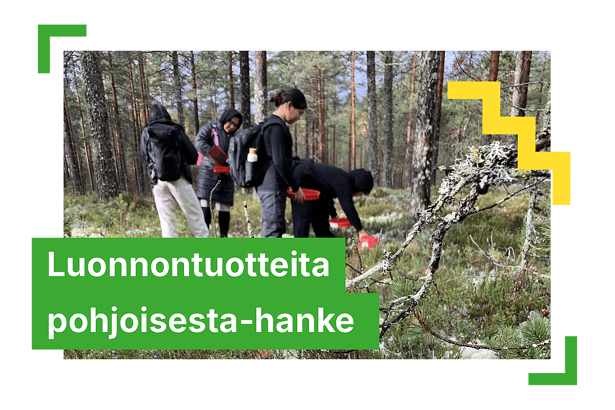 Kuvassa on neljä Luonnontuotteita pohjoisesta-hankkeeseen osallistunutta henkilöä keräämässä marjoja. Kuvan päällä Luonnontuotteita pohjoisesta-teksti.