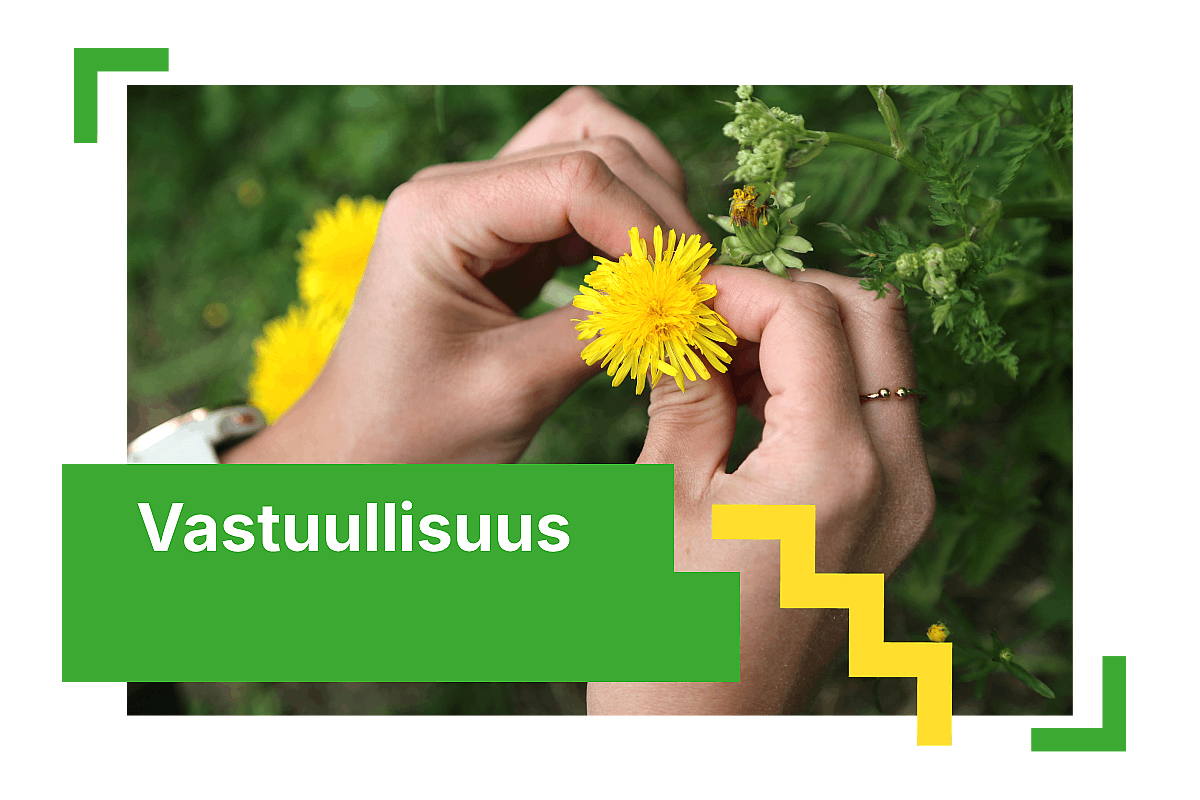Kuvassa Oulun 4H-yhdsityksen nuori 4H-yrittääjä poimii voikukan. Kuvan päällä Vastuullisuus-teksti.