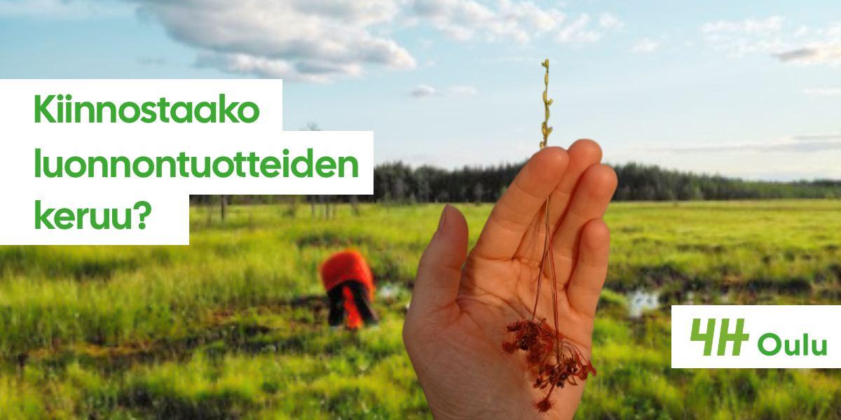 Kiinnostaako luonnontuotteiden keruu? Oulun 4H-yhdistys ostaa luonnontuotteita
