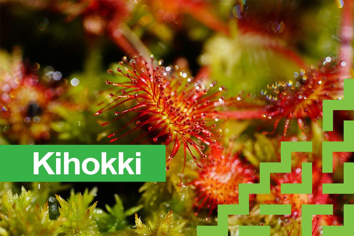 Kuva kihokista, joka kasvaa suolla. Oulun 4H-yhdistys ostaa jälleen kihokkia kesällä 2026.