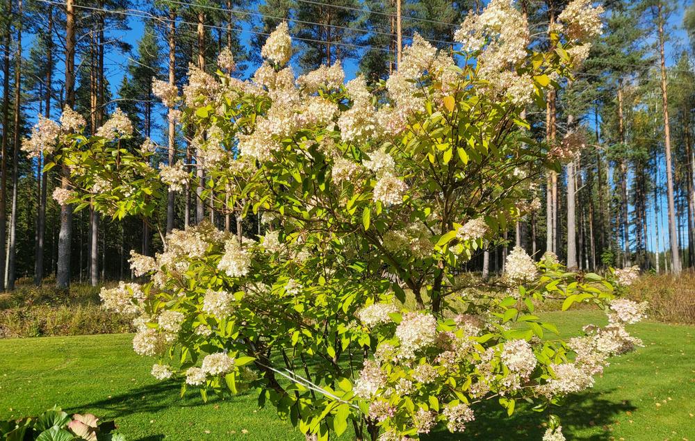 Kuva syyshortensiasta ja runo: "Lämmin tuuli hyväilee pintaa, elokuu tuo rauhaa rintaan. Päivä paistaa, kultaa maan, illat hämärtyvät hiljalleen taas."