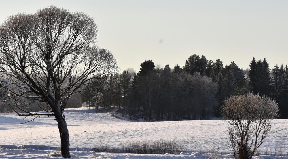 Kuvassa vähäluminen pelto Pirkkalan Sankilasta.