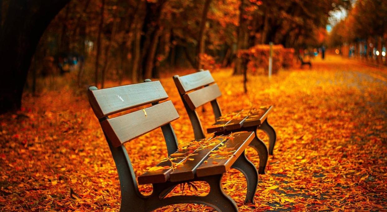 Puiston penkki, syksyisiä lehtiä.
Kuva Pixapay.