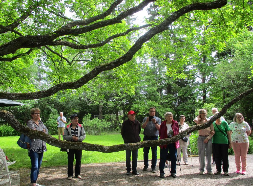 Suvirannan mahtavia tammia.