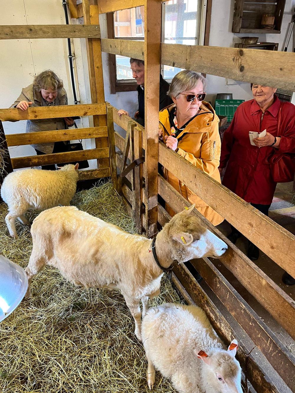 Retkeläisiä katsomassa lampaita lampolassa