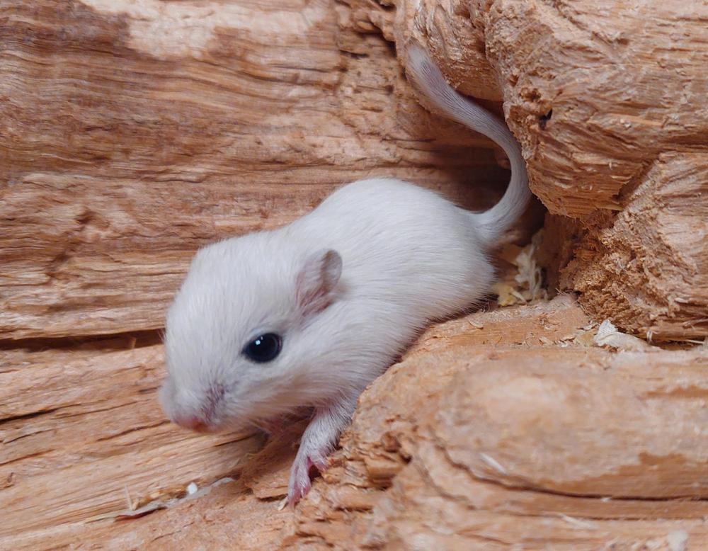 Valkoinen cappucciinopoikanen.