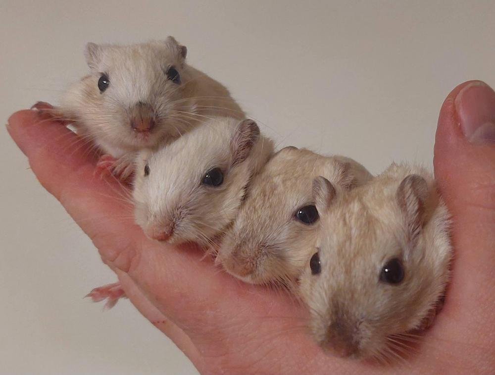 Kämmenellä kaksi cappuccinon väristä poikasta, toisella jo hieman väriä kuonossa. Lisäksi kaksi hieman vanhempaa, joilla enemmän väriä.