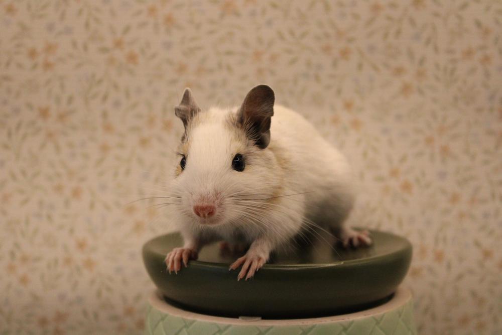 Agouti super white marked värinen degu. Paljon valkoista, vain vähän ruskeaa korvissa.