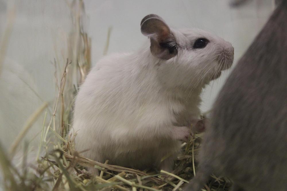 Kokovalkoinen degu