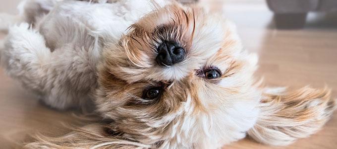 A dog on its back on the floor