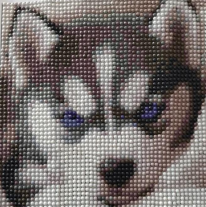 Husky koira