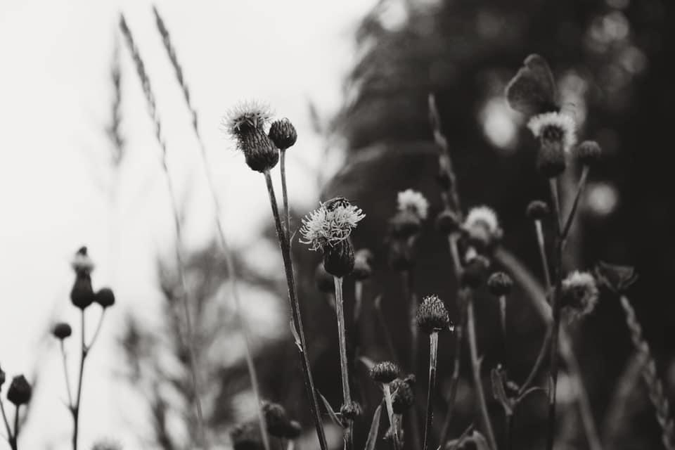 Kasveja mustavalkoisessa kuvassa.