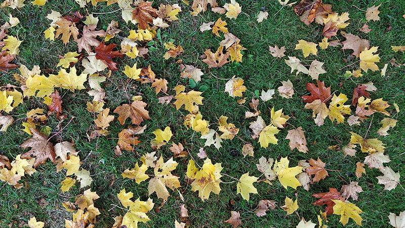Värikkäitä syksyn lehtiä vihreällä nurmikolla.