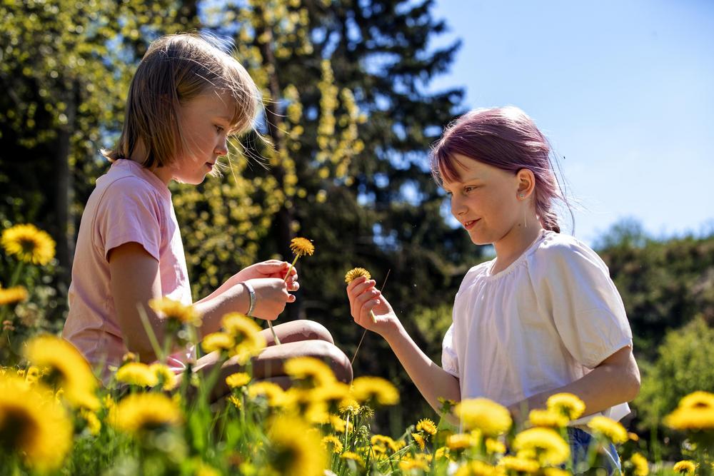 Kaksi lasta aurinkoisella voikukkaniityllä.