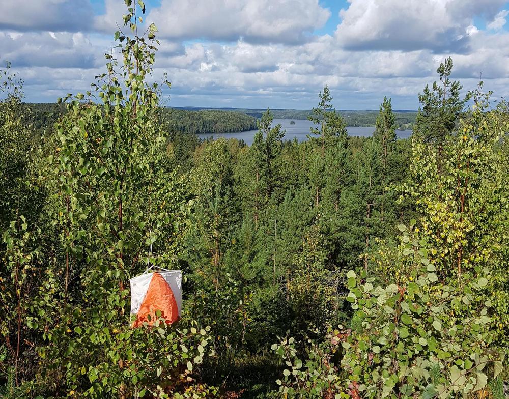 rastilippu keväisessä koivikossa