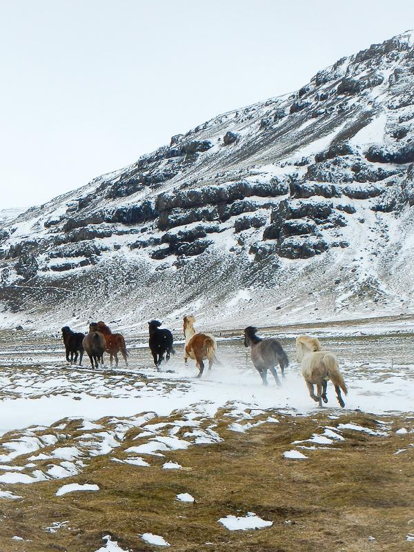 Islanninhevoset laukkaavat vuoren juurella. Kuva: Johanna Veijanen