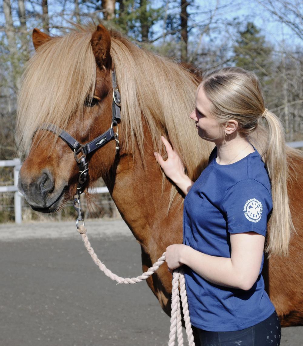 Vaalea, ponihäntäinen tyttö silittää punarautiasta islanninhevosta päällään sininen T-paita jossa valkoinen Suomen islanninhevosyhdistyksen logo hihassa.