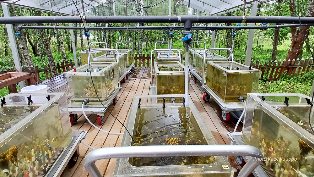 Oudoor experimental mesocoms in Seili