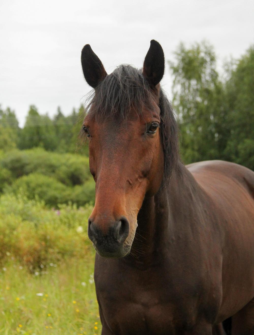 Saldo. Kuvaaja: Sanni Alaraasakka