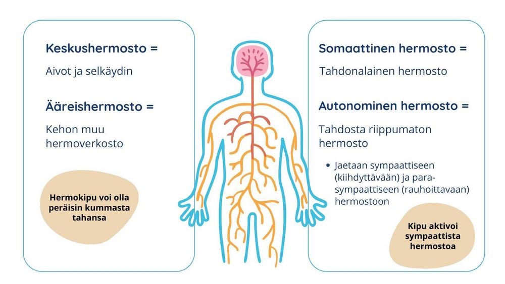 Kuvan keskellä on piirros ihmisen hermostosta. Kuvatekstissä kerrotaan, kuinka hermosto voidaan jakaa keskus- ja ääreishermostoon, sekä somaattiseen ja autonomiseen hermostoon.
