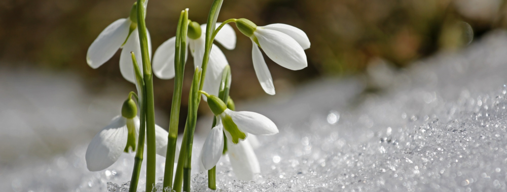Kuvituskuva, jossa on sulamaan lähtenyt lumihanki ja valkoinen kukka sen keskellä aurinkoisessa säässä.