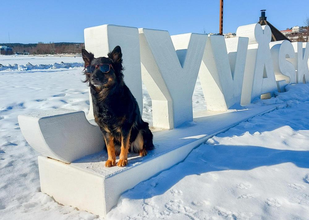 Koira aurinkolasit päässä talviauringossa Jyväskylä-kirjaimilla.