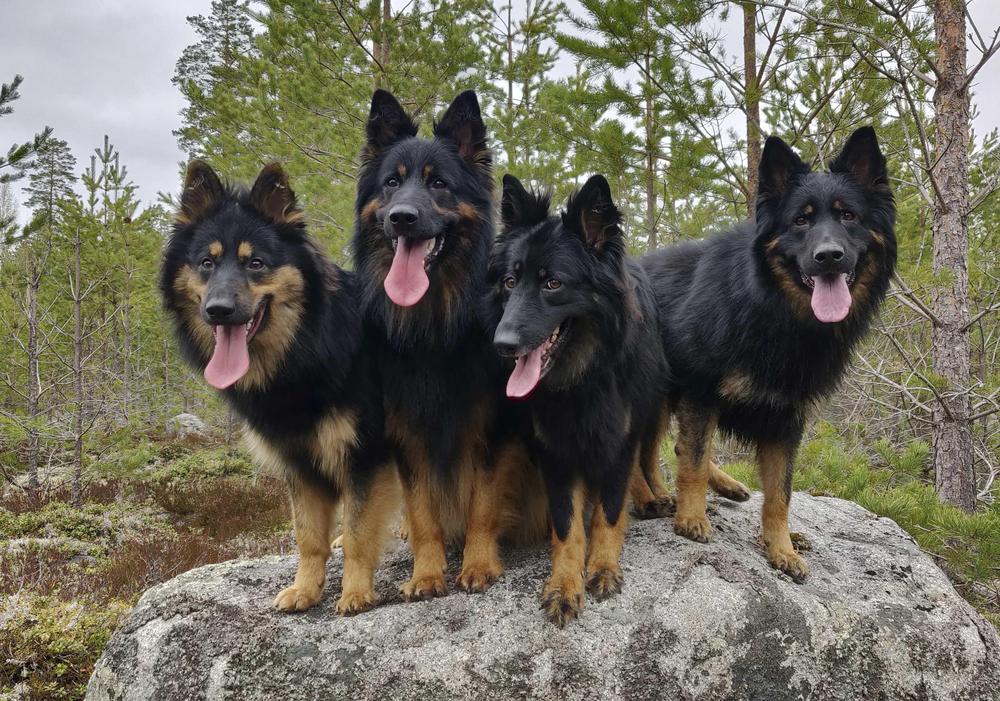 Neljä koiraa kivellä kesällä.