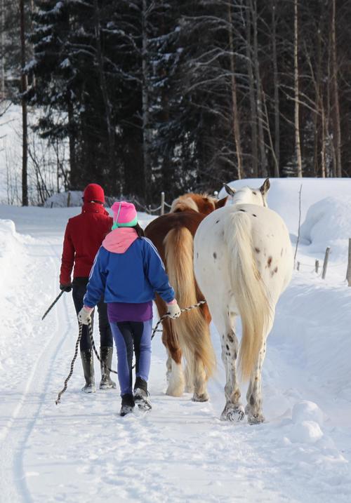 Projektitöitä | Sosiaalipedagoginen Hevostoimintayhdistys Ry