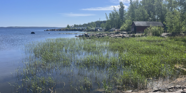 Kaislikkoinen merenranta ja niemenkärki kesäisessä maisemassa.