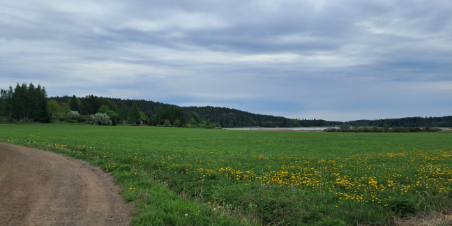 Vihreä peltomaisema, jossa taustalla järvi ja sivussa hiekkatie.