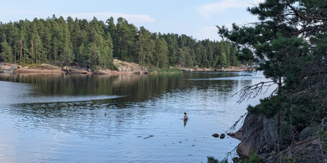 Merimaisema, jossa mäntyjä kalliolla.