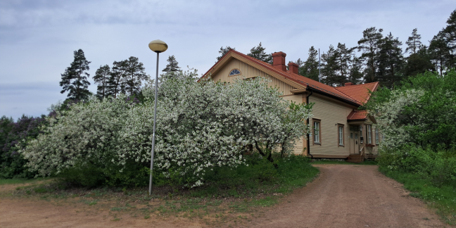 Keltainen puutalo, jonka edessä kukkiva syreeni.