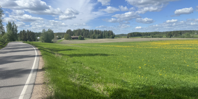 Vasemmalla kiemurteleva asfalttitie, oikealla keltaisista kukista kukkivaa peltoa ja taustalla punainen lato.