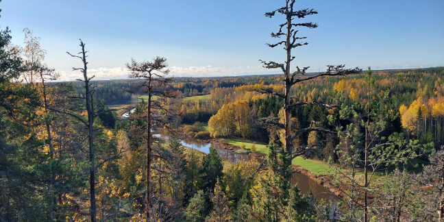 Havupuista metsämaisemaa kukkulan päältä.
