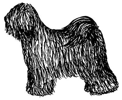 Kuva 2
Ääriviivoiltaan neliömäinen koira