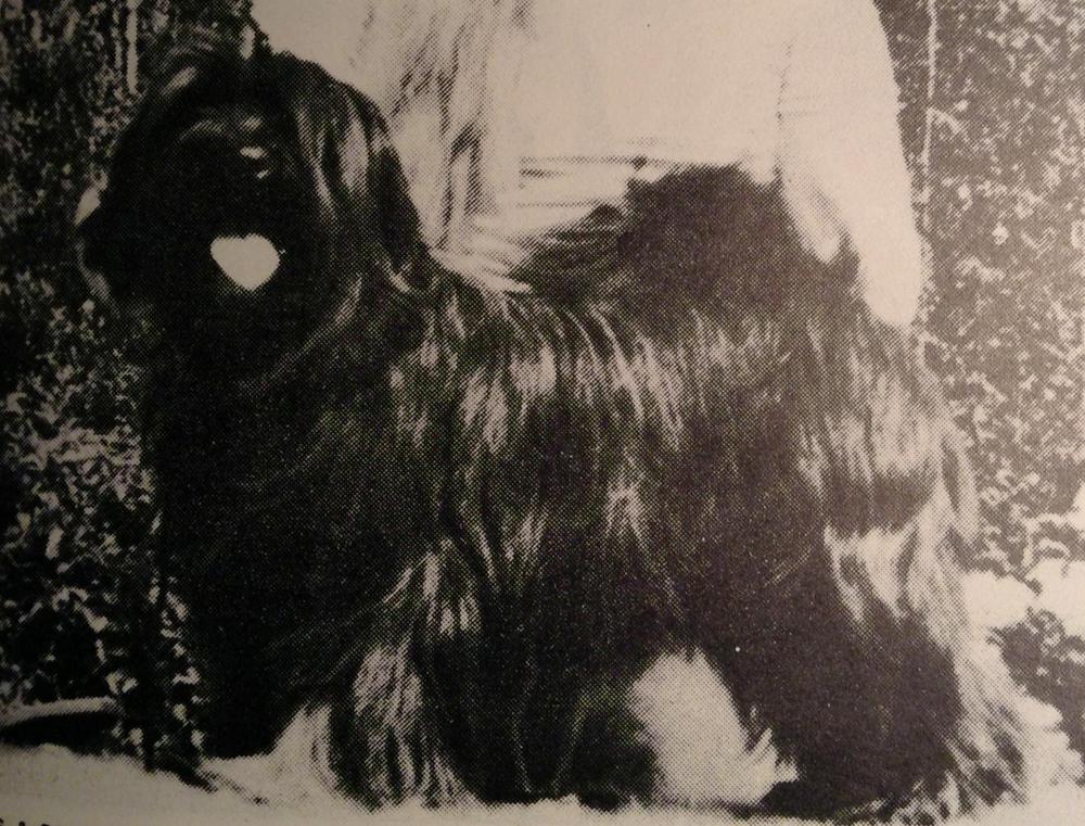 KANS & POHJ MVA, V-74 MILLAN NAM-BA-TAMARA ( KANS & POHJ MVA, V-70 Krysants Khan & FI & S MVA Kisamäki Jamila )