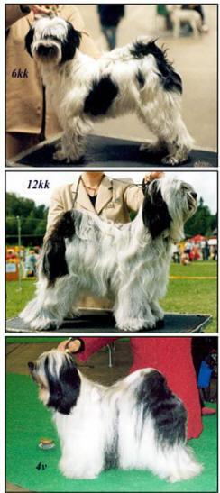 Turkin kehitys eri iässä: 6 kk, 12 kk ja 4 v.