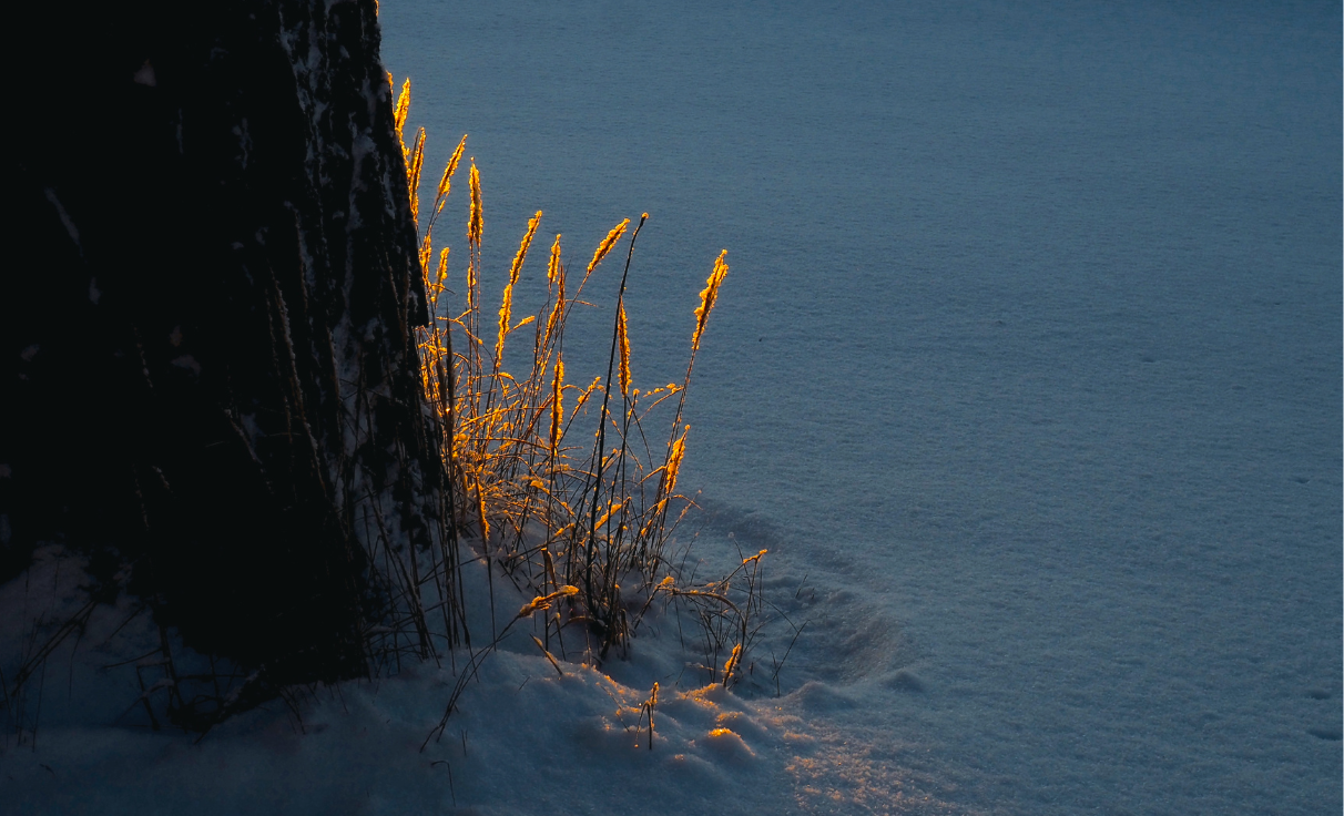 Lumisen kuvan vasemmassa reunassa on tumma puunrunko, jonka vierellä heinäkasveja joihin aurinko paistaa värjäten ne kullankeltaisiksi. 