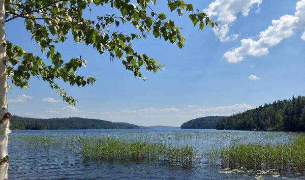 Kuvassa kesäinen rantamaisema, jossa runsaasti sinistä taivasta, vesikasveja ja kesäkuinen järvenpinta.
