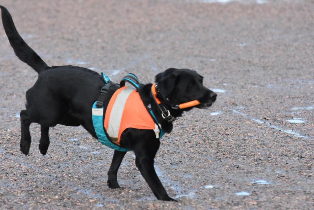 Musta labradori, jolla on siniset valjaat ja oranssi heijastinliivi juoksee hiekalla hakurulla suussaan